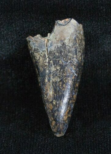 Inch Albertosaurus Tooth - Two Medicine Formation #3859